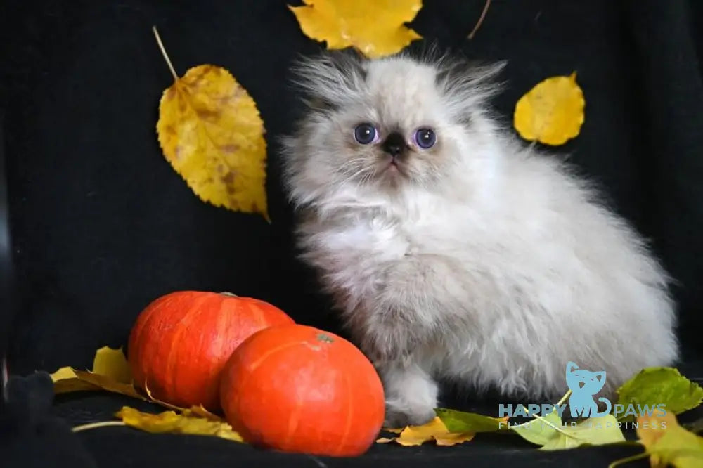 Norman Persian male seal pointed live animals