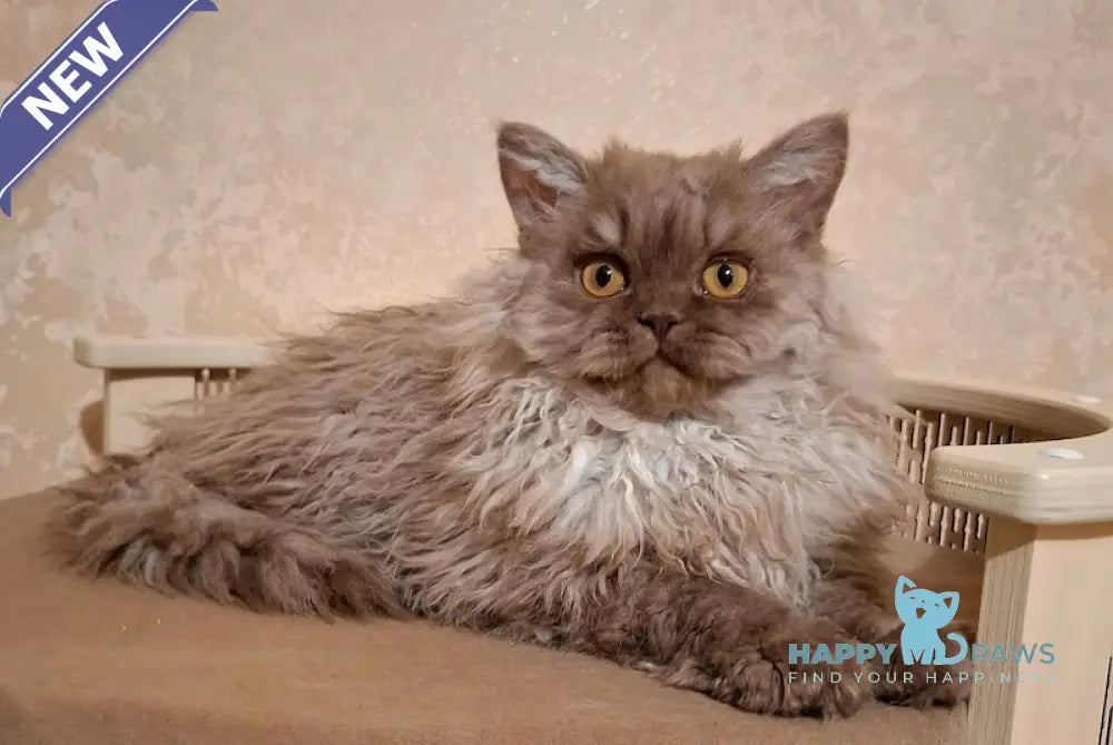 Norris Selkirk Rex male chocolate smoke live animals
