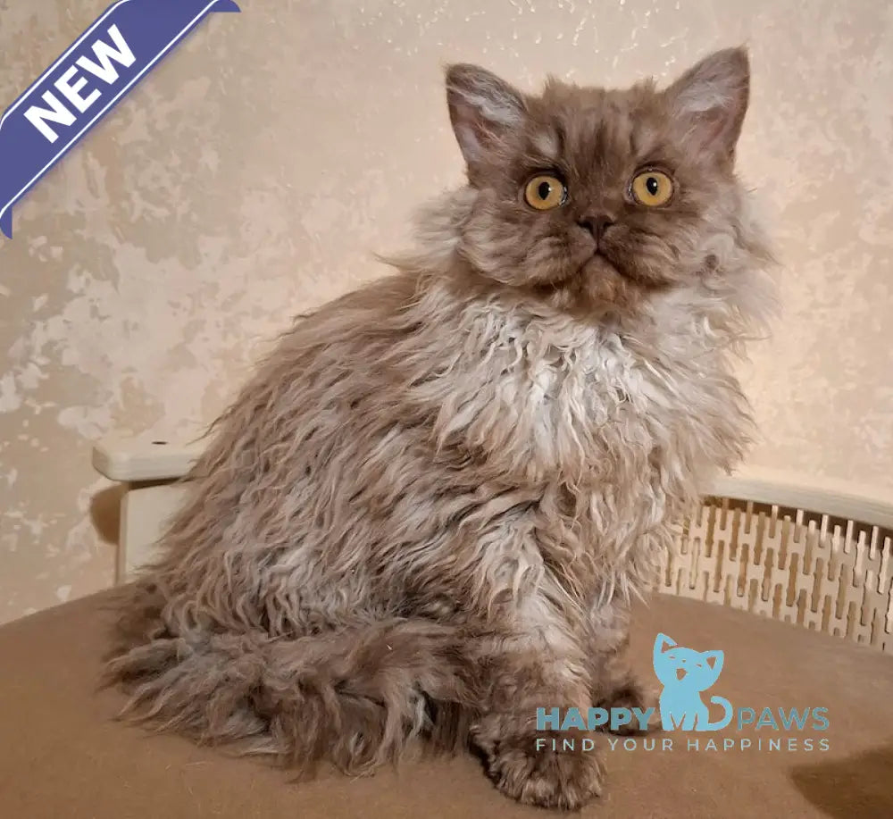 Norris Selkirk Rex male chocolate smoke live animals