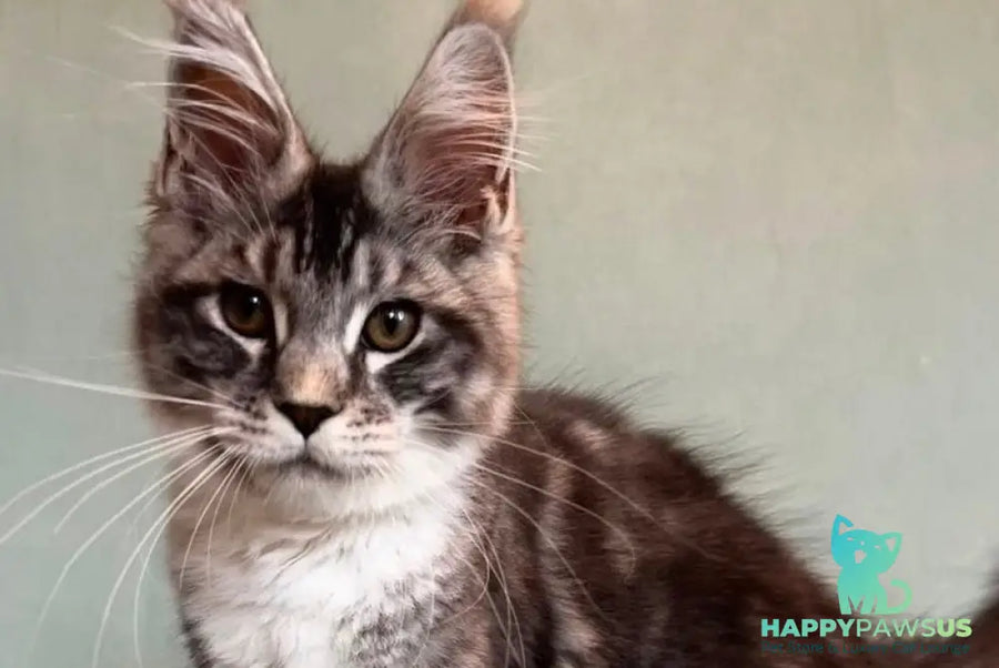 North Maine Coon male black silver tabby with white - live animals