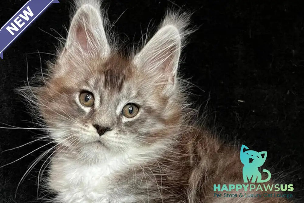 North Maine Coon male black silver tabby with white - live animals