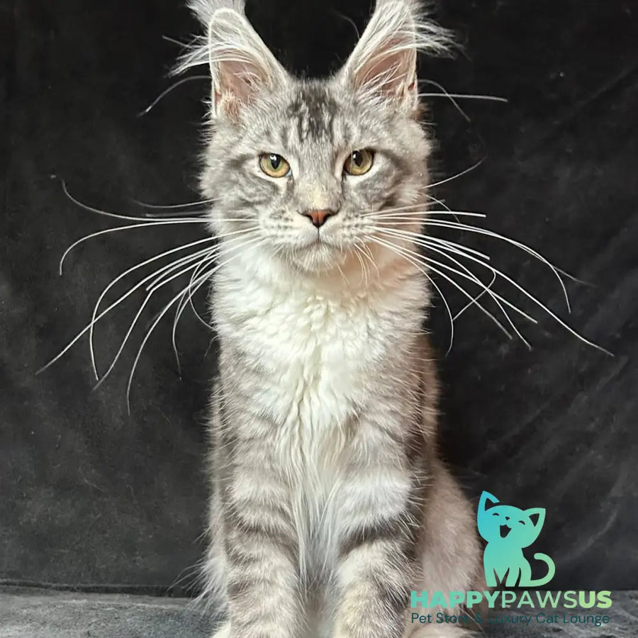 North Maine Coon male black silver tabby with white - live animals