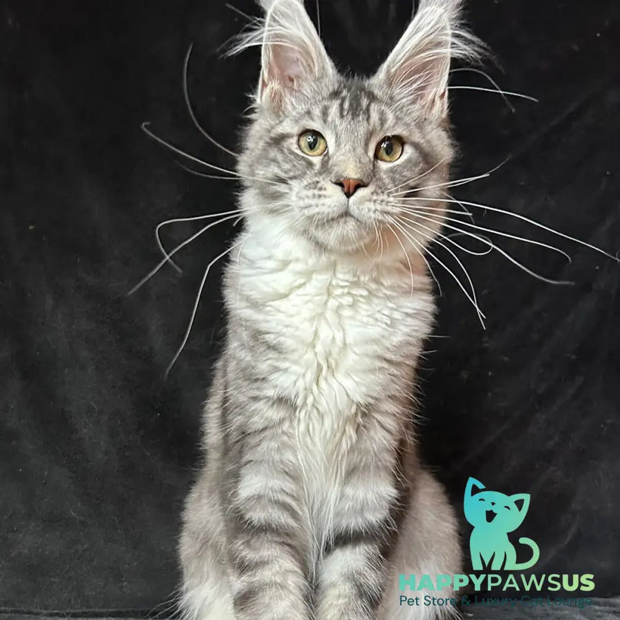 North Maine Coon male black silver tabby with white - live animals