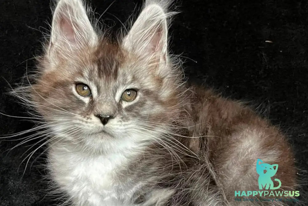 North Maine Coon male black silver tabby with white - live animals