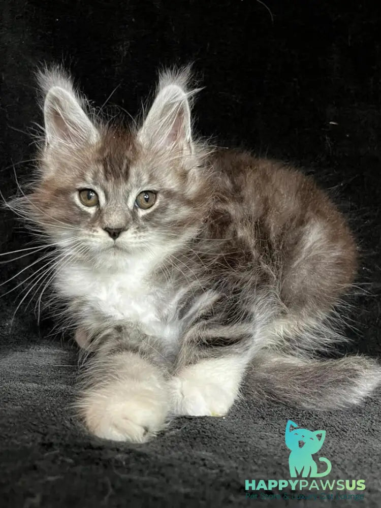 North Maine Coon male black silver tabby with white - live animals