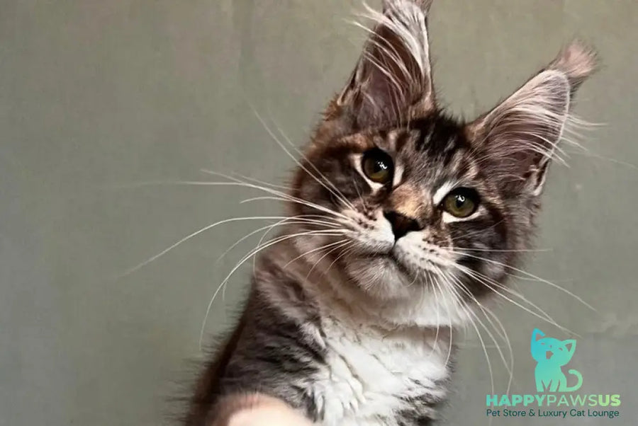 North Maine Coon male black silver tabby with white - live animals