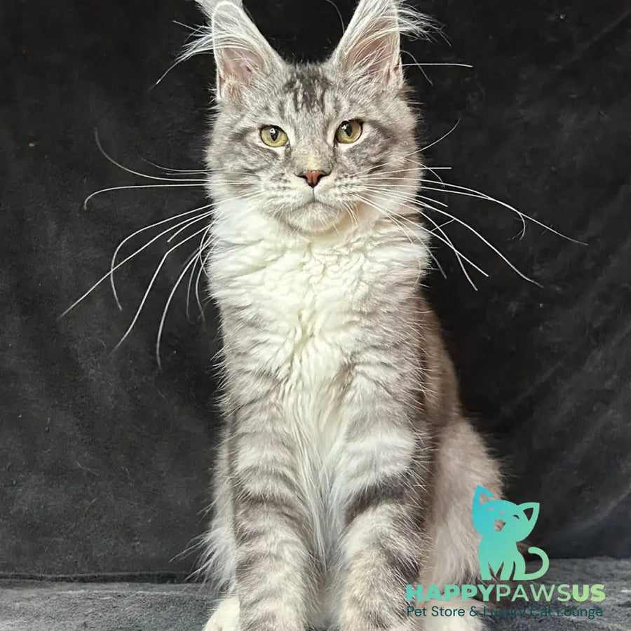 North Maine Coon male black silver tabby with white - live animals