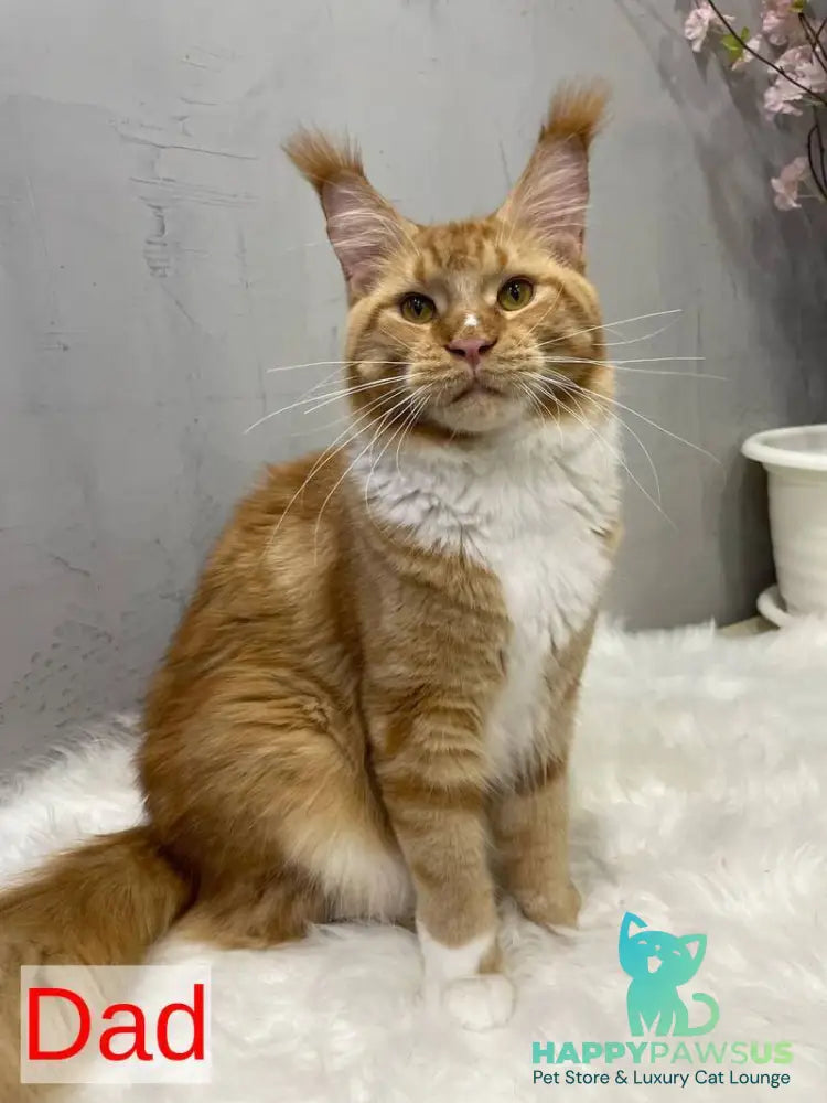 North Maine Coon male black silver tabby with white - live animals