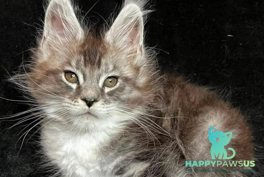 North Maine Coon male black silver tabby with white - live animals