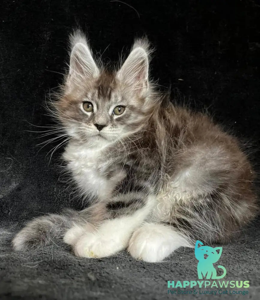 North Maine Coon male black silver tabby with white - live animals