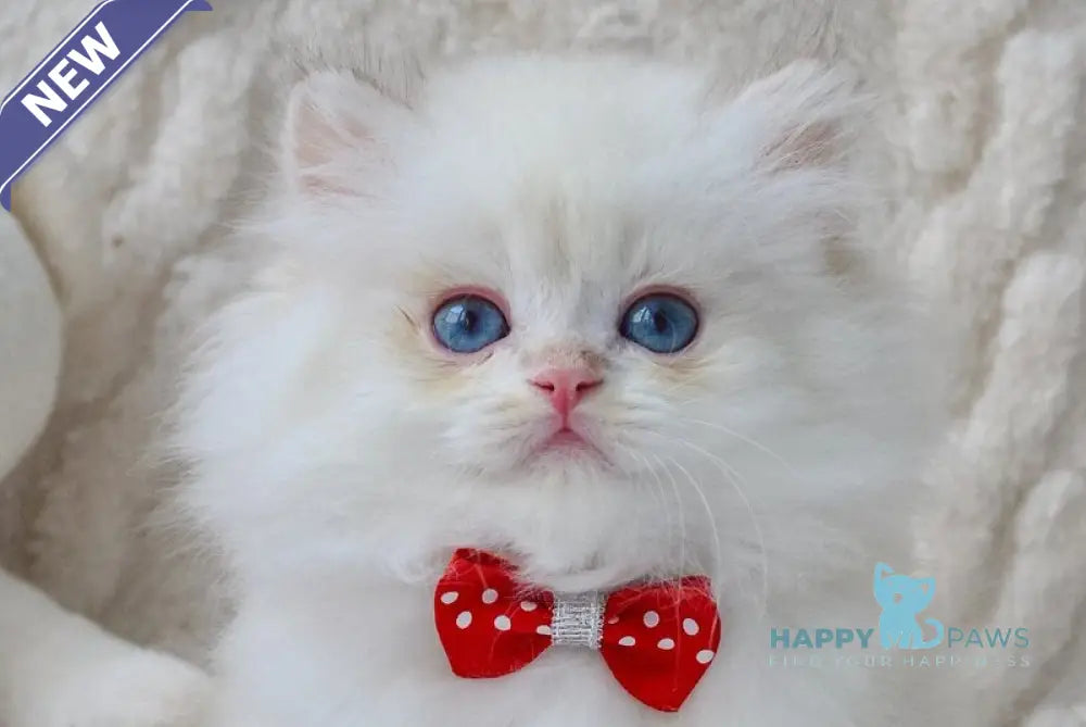 Norton British Longhair male black golden chinchilla pointed live animals