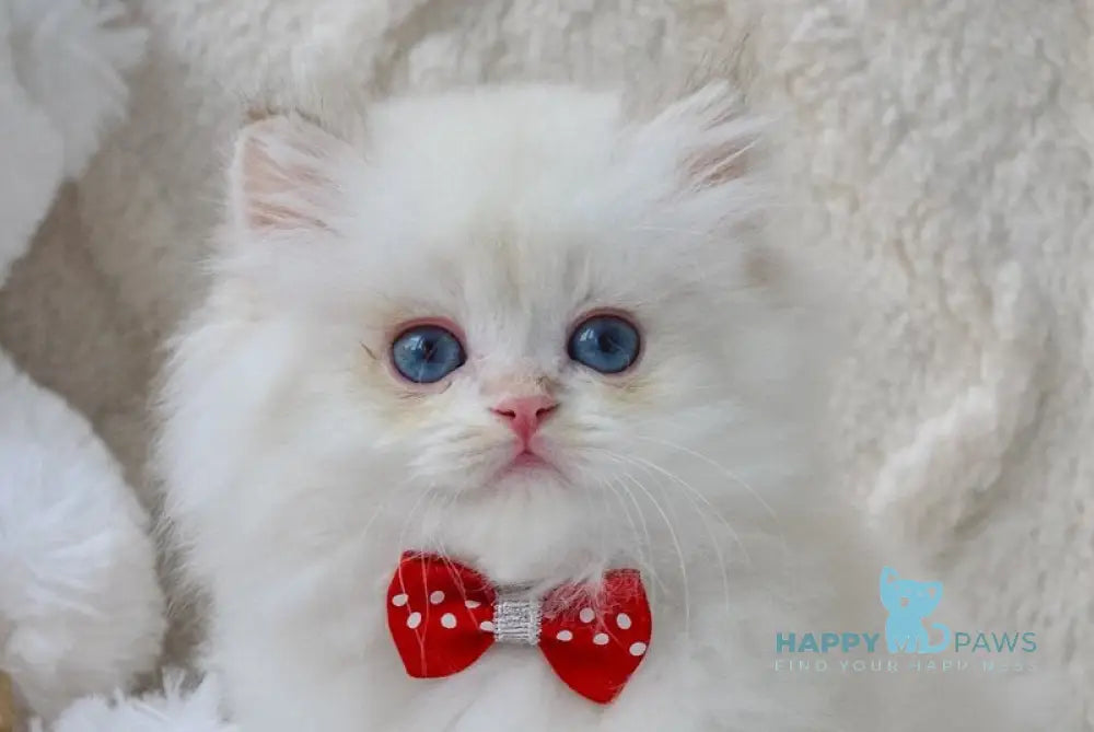 Norton British Longhair male black golden chinchilla pointed live animals