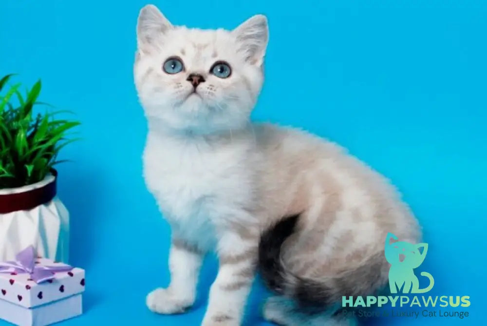 Norvis British Shorthair male black tabby pointed - live animals