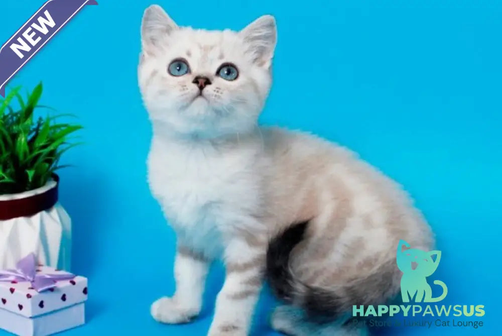 Norvis British Shorthair male black tabby pointed - live animals