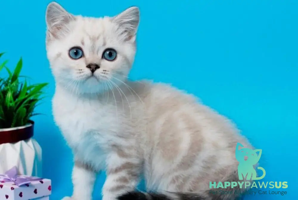 Norvis British Shorthair male black tabby pointed - live animals