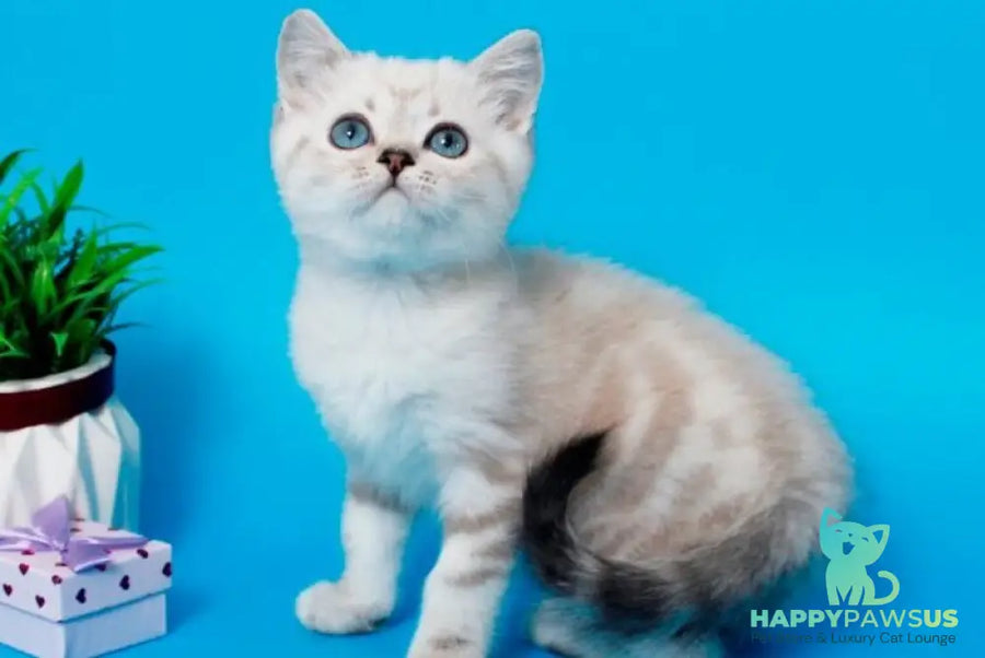 Norvis British Shorthair male black tabby pointed - live animals