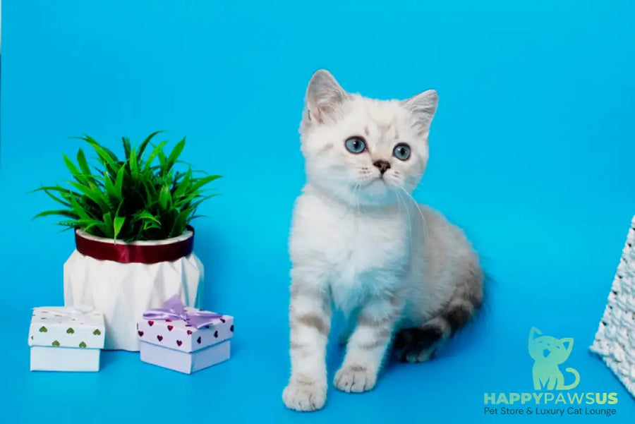 Norvis British Shorthair male black tabby pointed - live animals
