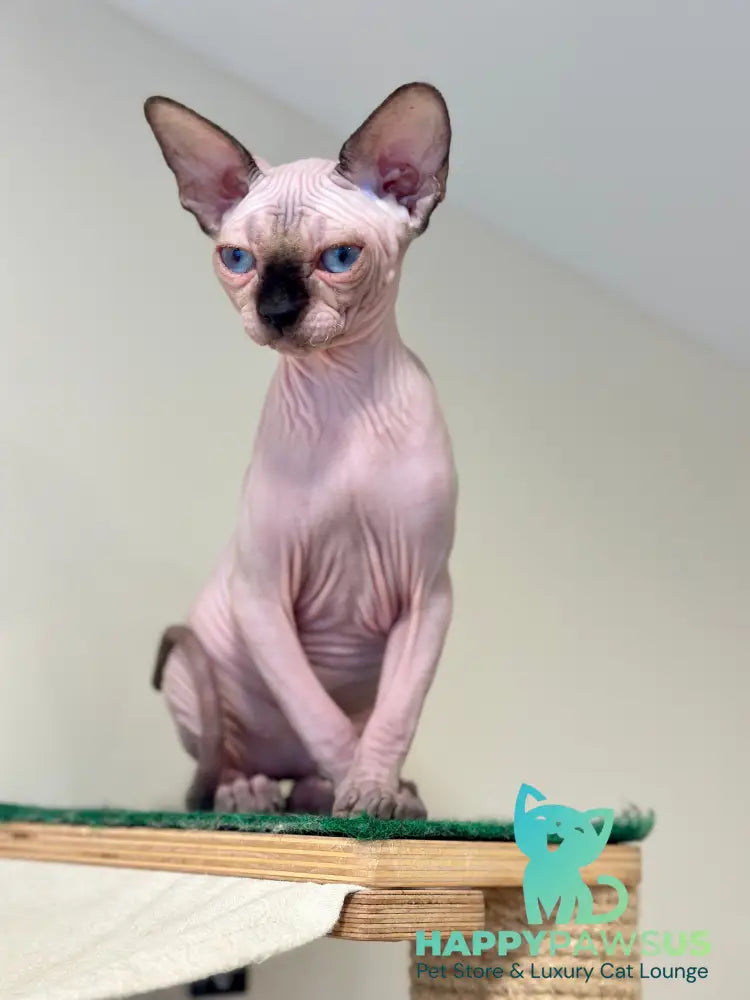 Nova Canadian Sphynx female seal pointed - live animals