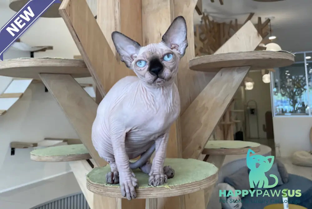 Nova Canadian Sphynx female seal pointed - live animals