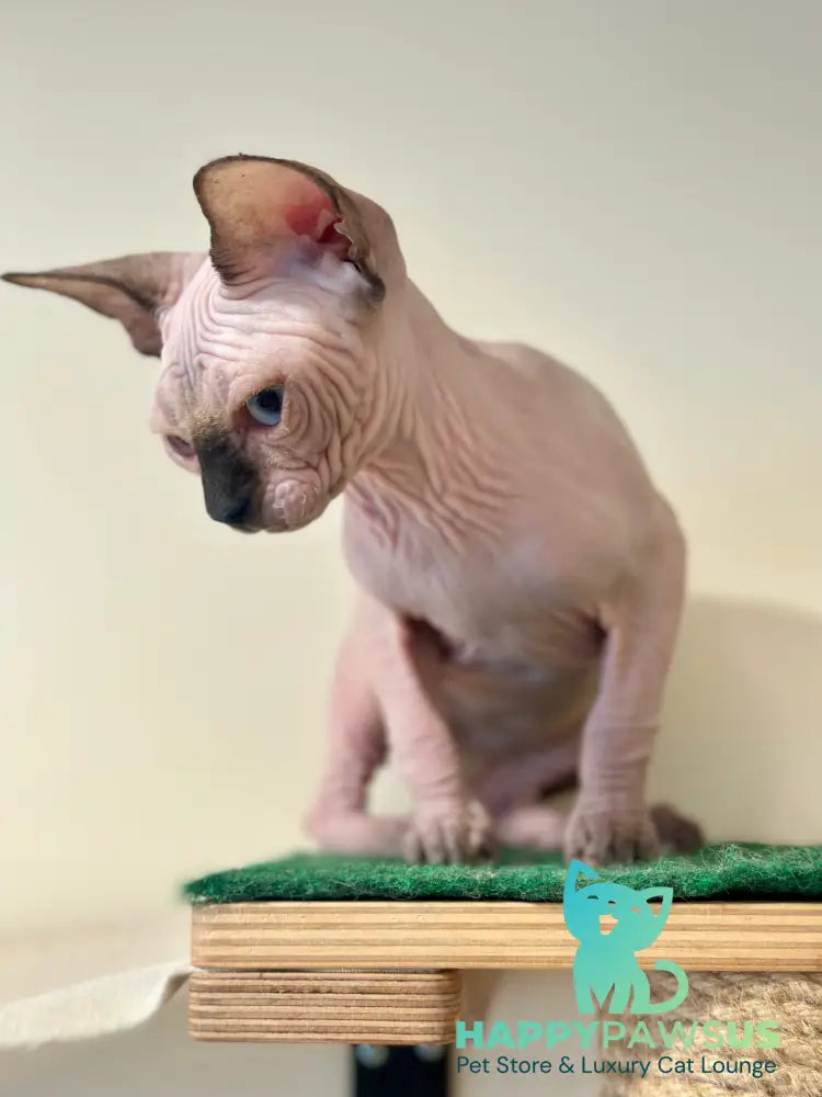 Nova Canadian Sphynx female seal pointed - live animals
