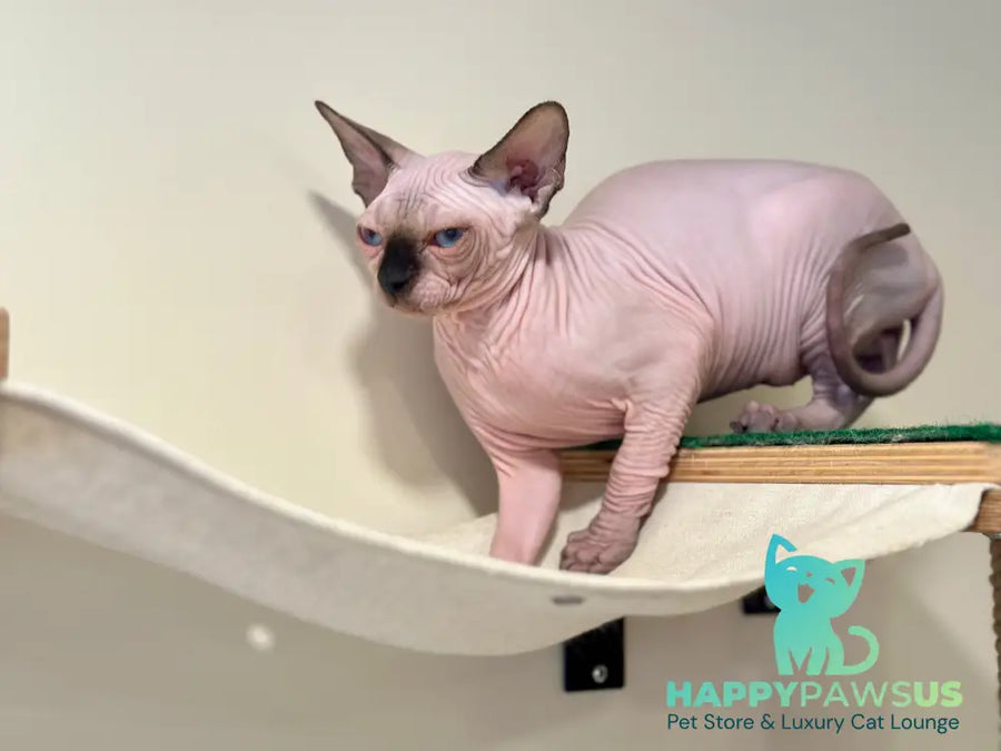 Nova Canadian Sphynx female seal pointed - live animals