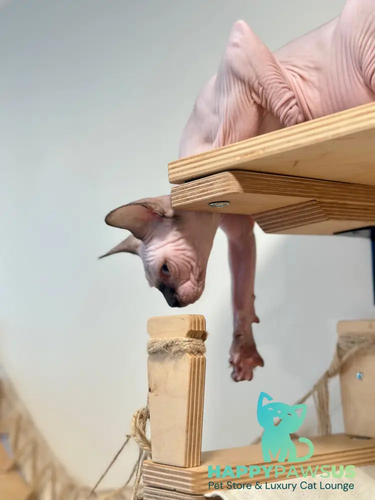 Nova Canadian Sphynx female seal pointed - live animals