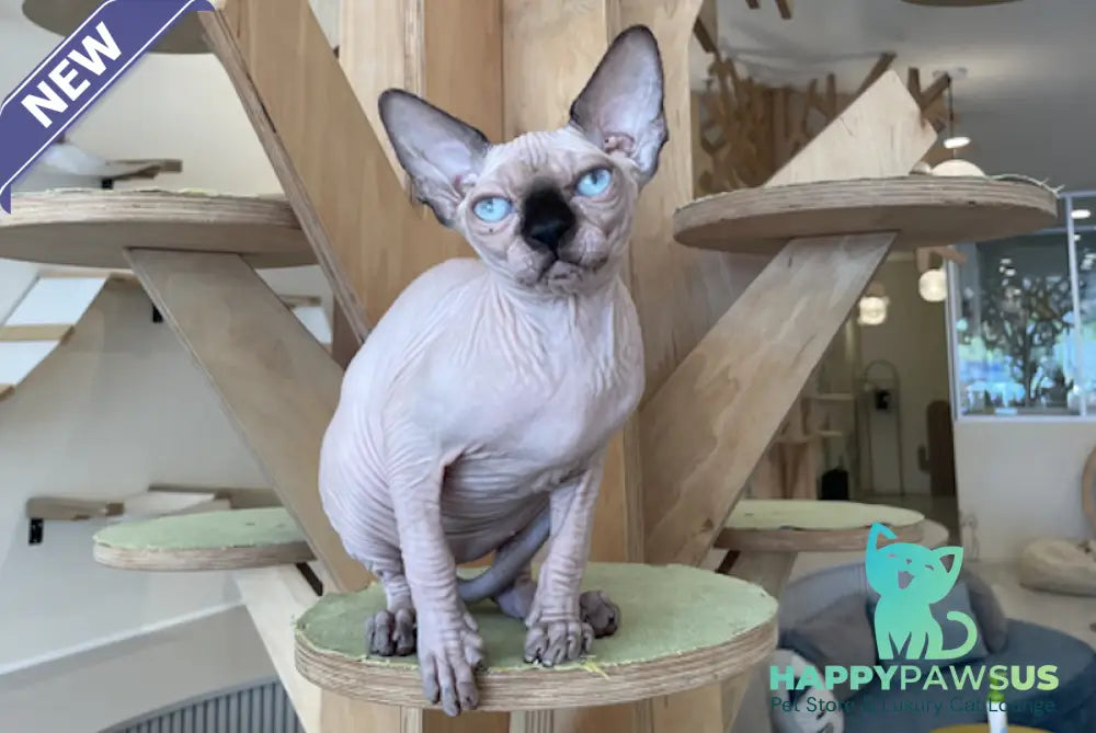 Nova Canadian Sphynx female seal pointed - live animals
