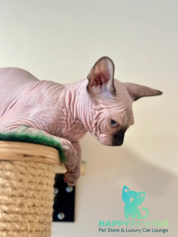 Nova Canadian Sphynx female seal pointed - live animals