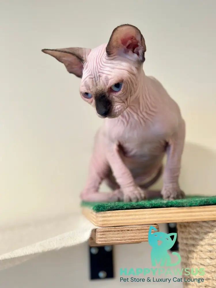 Nova Canadian Sphynx female seal pointed - live animals