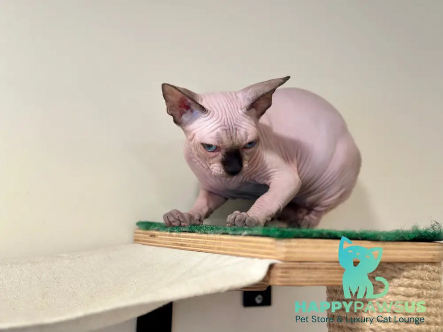 Nova Canadian Sphynx female seal pointed - live animals