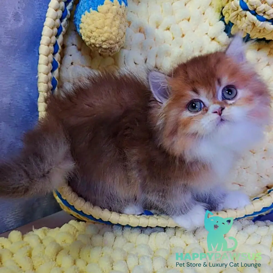 Nox British Longhair male chocolate golden ticked tabby - live animals