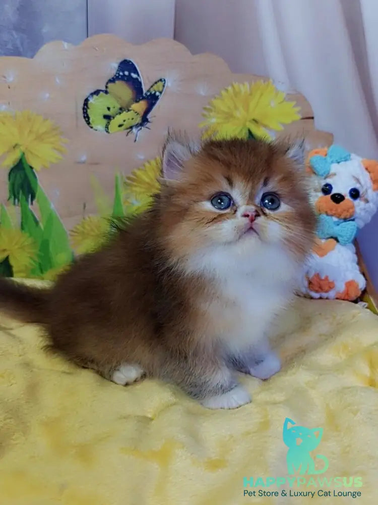 Nox British Longhair male chocolate golden ticked tabby - live animals