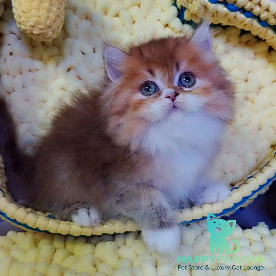 Nox British Longhair male chocolate golden ticked tabby - live animals