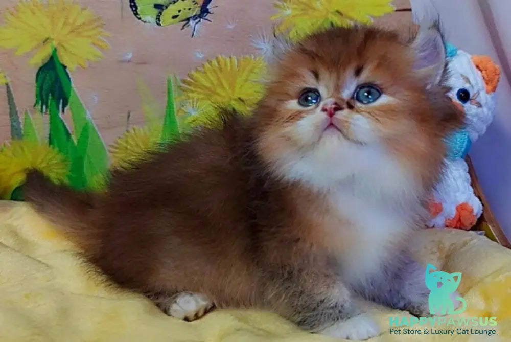 Nox British Longhair male chocolate golden ticked tabby - live animals
