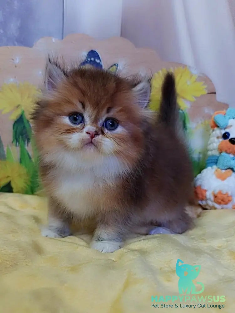 Nox British Longhair male chocolate golden ticked tabby - live animals