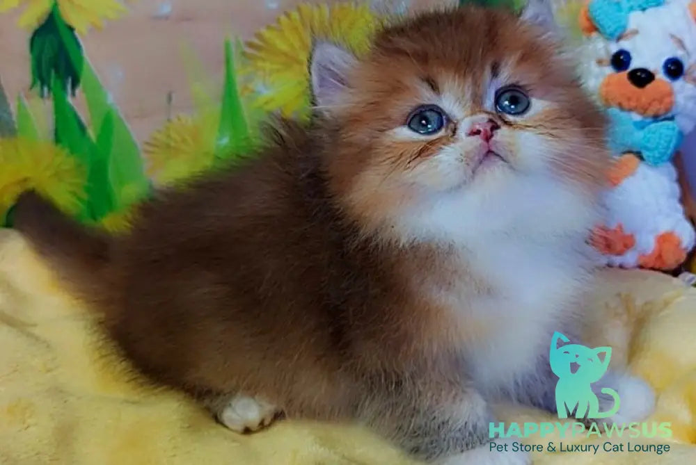 Nox British Longhair male chocolate golden ticked tabby - live animals