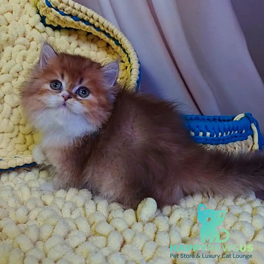 Nox British Longhair male chocolate golden ticked tabby - live animals
