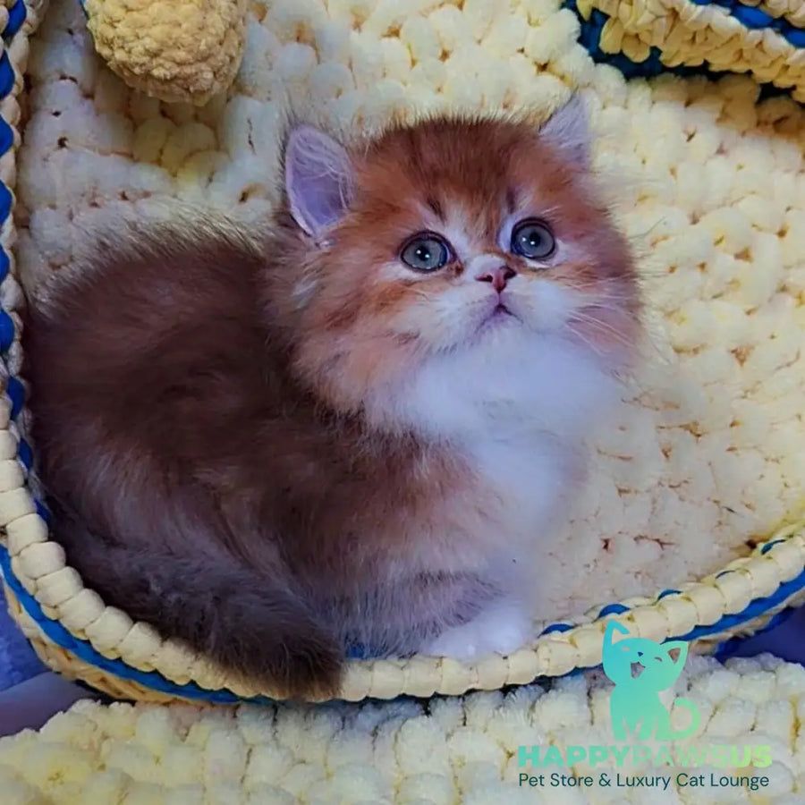 Nox British Longhair male chocolate golden ticked tabby - live animals