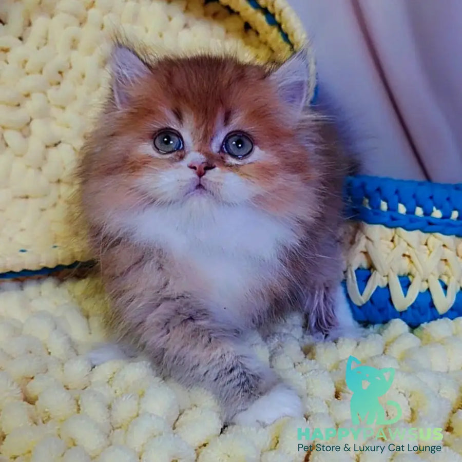 Nox British Longhair male chocolate golden ticked tabby - live animals