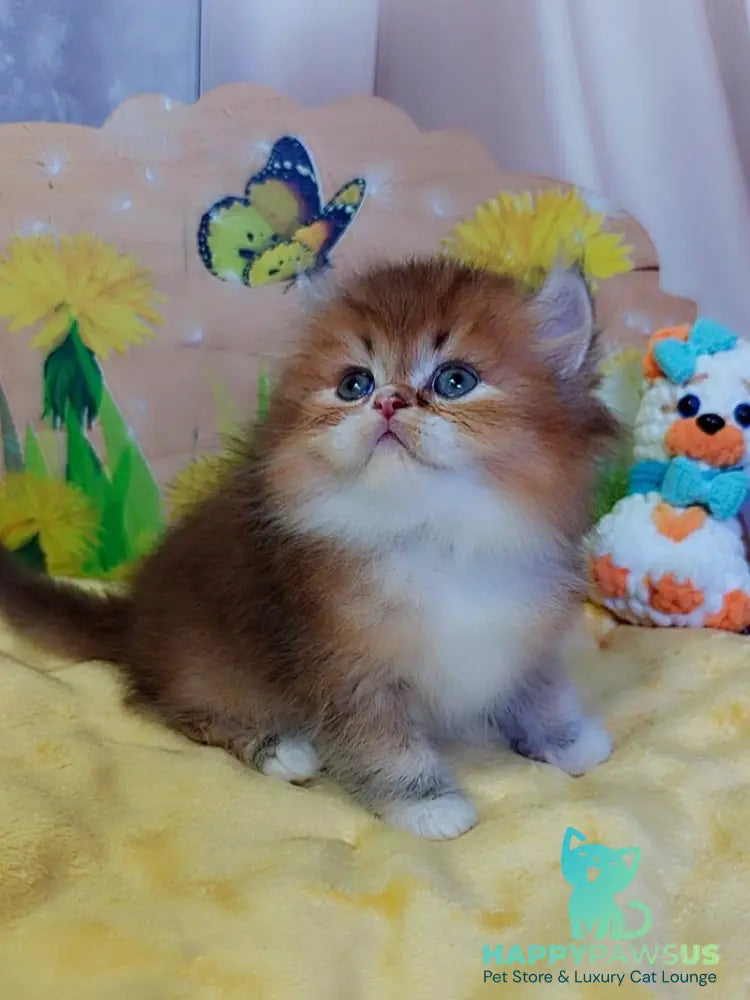 Nox British Longhair male chocolate golden ticked tabby - live animals