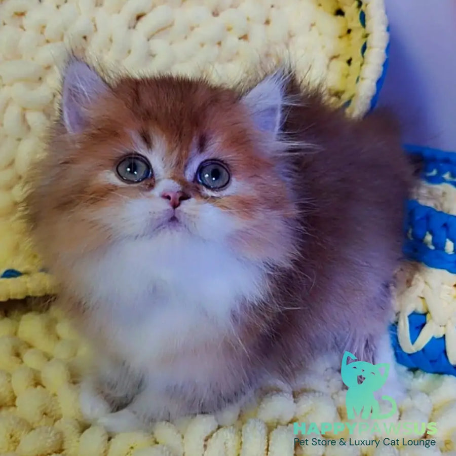 Nox British Longhair male chocolate golden ticked tabby - live animals