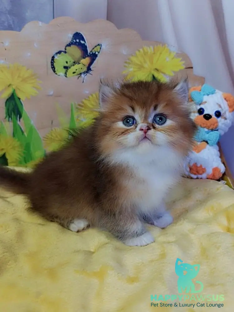 Nox British Longhair male chocolate golden ticked tabby - live animals