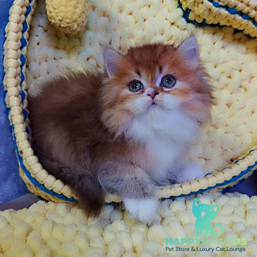 Nox British Longhair male chocolate golden ticked tabby - live animals