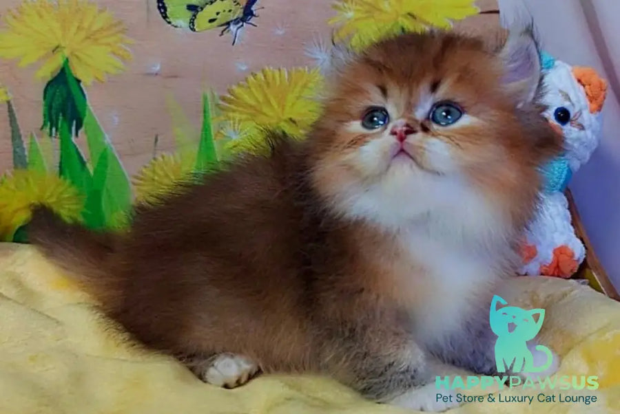 Nox British Longhair male chocolate golden ticked tabby - live animals