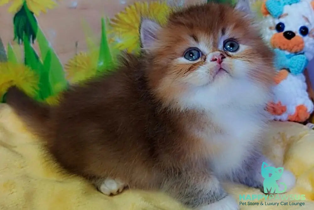 Nox British Longhair male chocolate golden ticked tabby - live animals