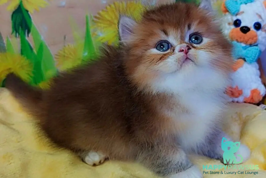 Nox British Longhair male chocolate golden ticked tabby - live animals