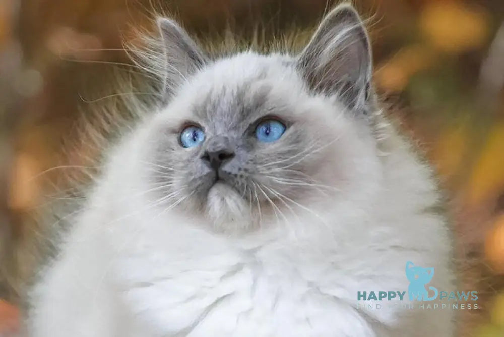 Nox Ragdoll male blue mitted live animals