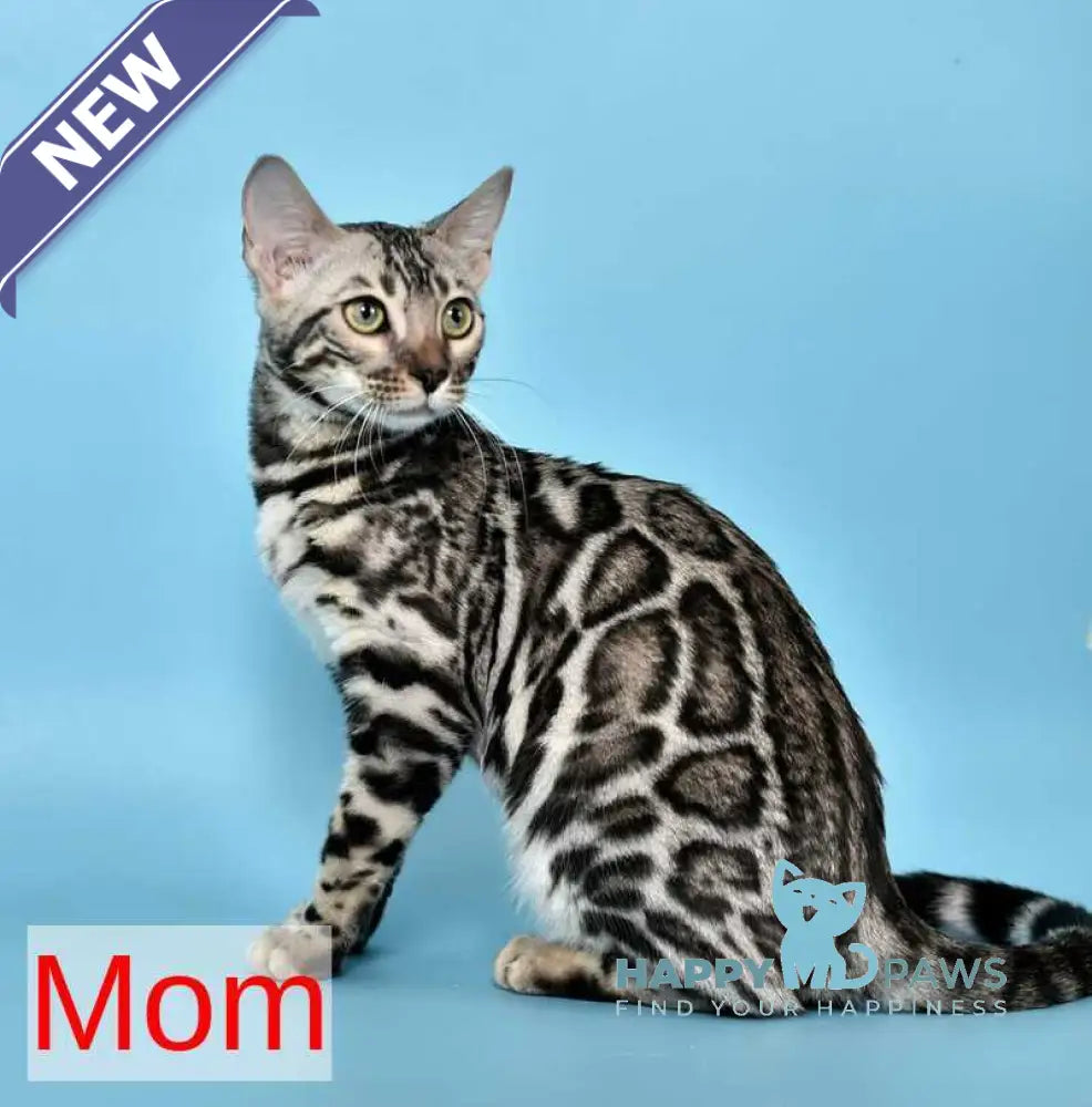 Noy Bengal male black spotted tabby live animals