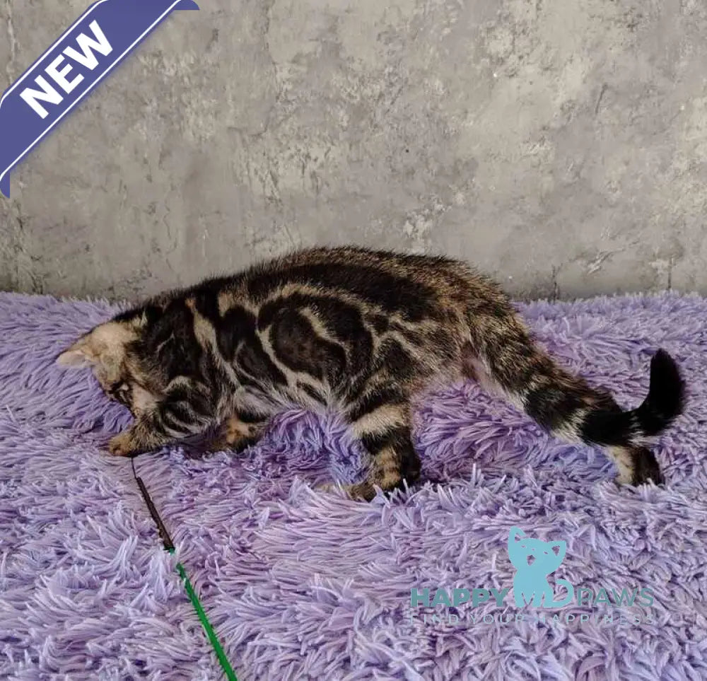 Noy Bengal male black spotted tabby live animals