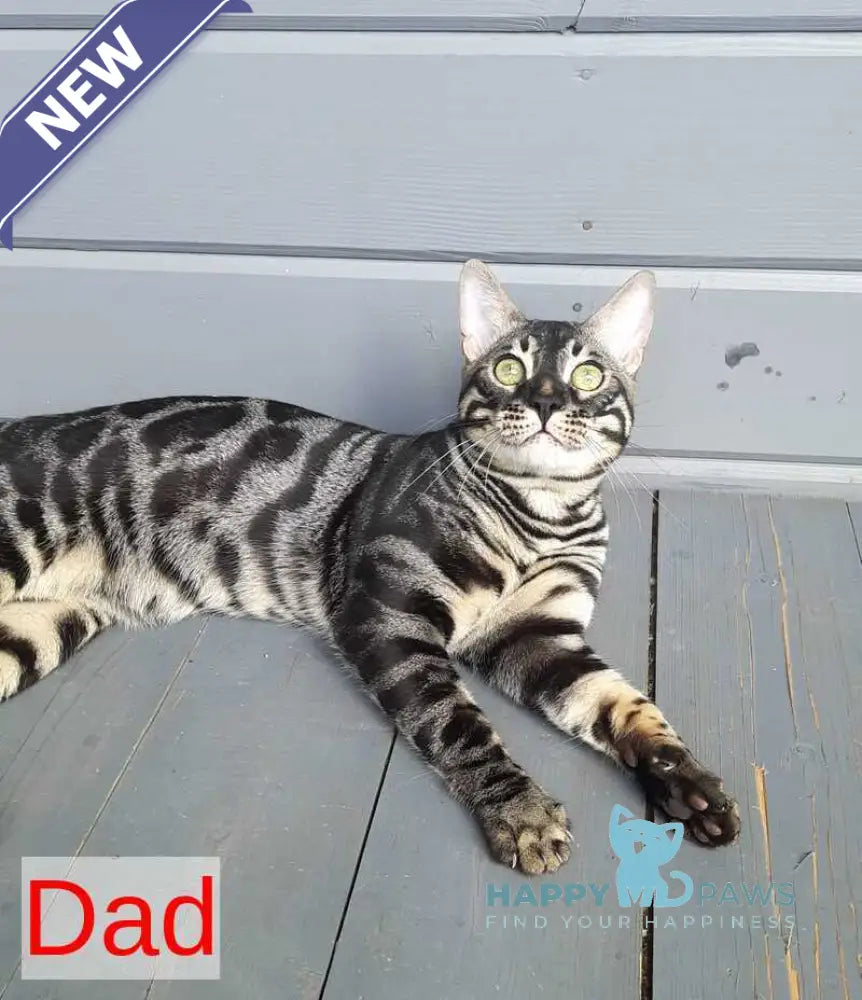 Noy Bengal male black spotted tabby live animals